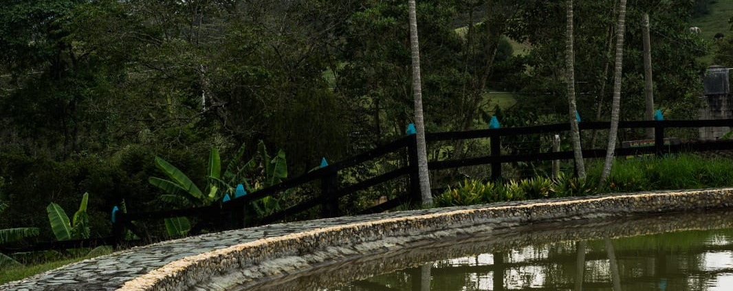 Piscina curva con palmeras en sede campestre Sportí